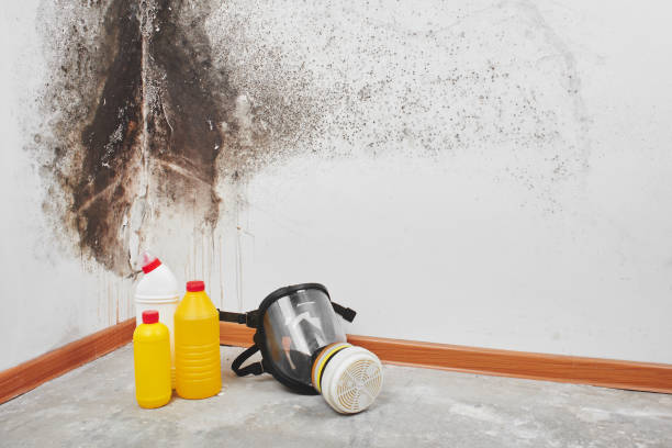 Best White Mold Remediation in Ladue, MO