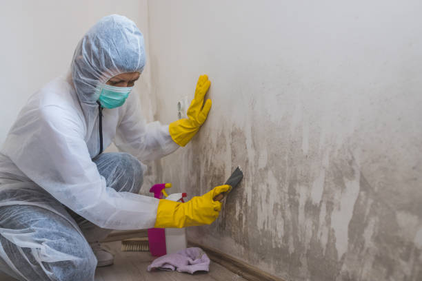Best Residential Mold Remediation in Ladue, MO