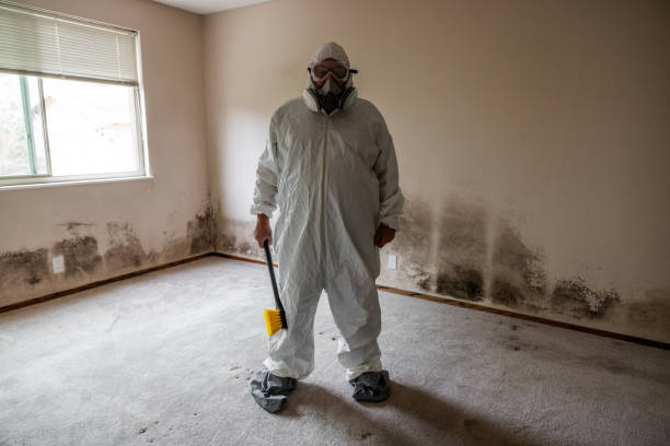 Professional Mold Remediation in Ladue, MO
