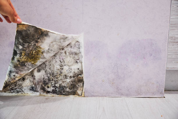 Best Health and Safety Mold Remediation in Ladue, MO
